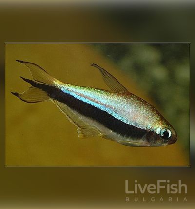 Nematobrycon palmeri - Палмер / 3-4 см