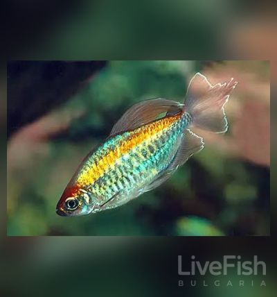 Phenacogrammus interruptus - Конго тетра / 4 см