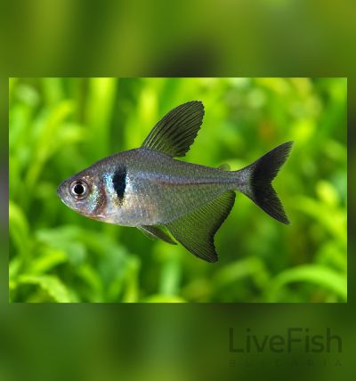 Hyphessobrycon megalopterus – Черна фантомна тетра / 3 см