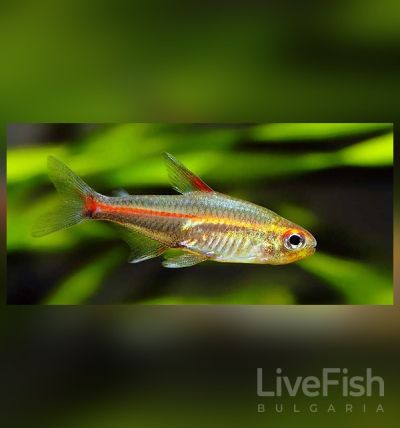 Hemigrammus erythrozonus - Меден неон / 2,5 см