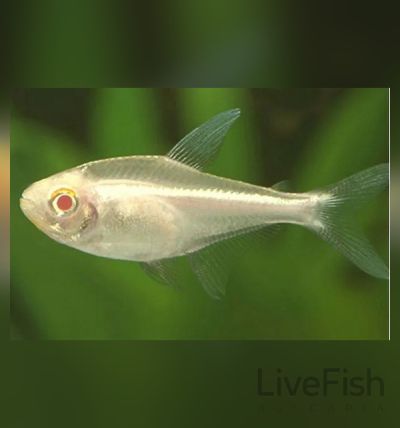 Hyphessobrycon pulchripinnis Albino – Лимонена тетра Албинос / 3 см