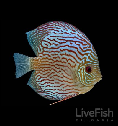 SYMPHYSODON SPP. – ДИСКУС МОЗАЙК / 12-15 см