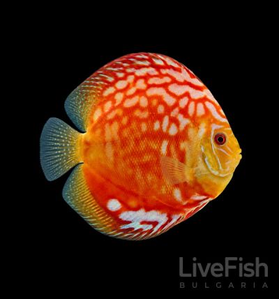 SYMPHYSODON SPP. – ДИСКУС RED RAFFLESIA / 12-15 см