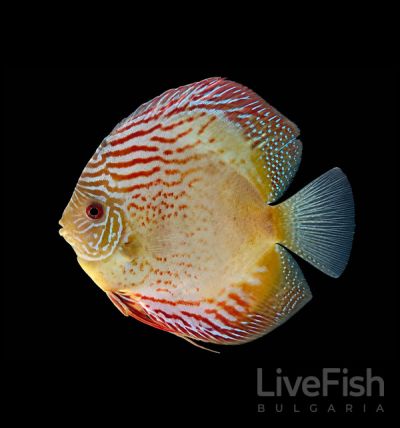 SYMPHYSODON SP. ALENQUER – ДИСКУС ALENQUER / 12-15 см