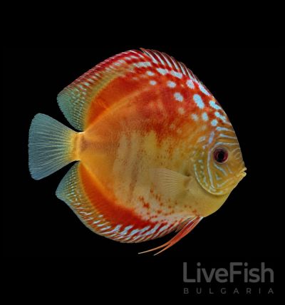 SYMPHYSODON SP. RED ALENQUER – ДИСКУС RED ALENQUER / 12-15 см