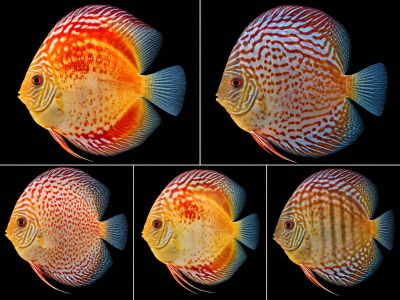 SYMPHYSODON SP. RED ALENQUER – ДИСКУС RED ALENQUER / 12-15 см