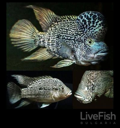 Nandopsis haitiensis – Хаитянска цихлида (Black Nasty) / 7-8 см