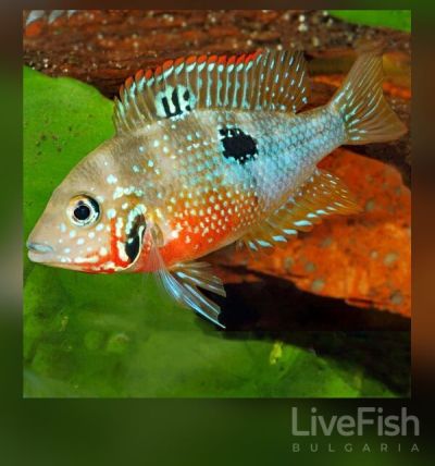 Thorichthys ellioti (maculipinnis) – Цихлида Елиоти / 5-6 см