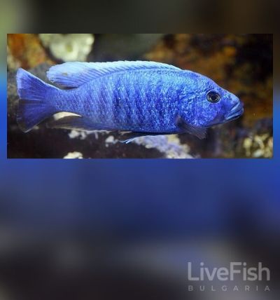 SCIAENOCHROMIS FRYERI „ELECTRIC BLUE AHLI“ – Електриковосиня малавийска цихлида / 8-9 см