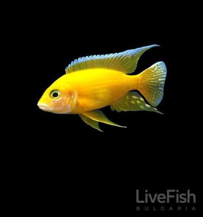 AULONOCARA GOLDEN PEACOCK – Златена Аулонокара / 7-8 см