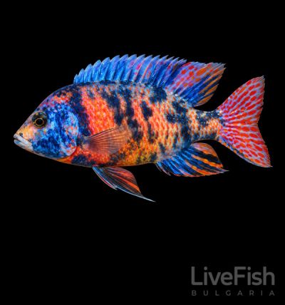 AULONOCARA OB PEACOCK – Аулонокара ОБ цихлида / 8-10 см