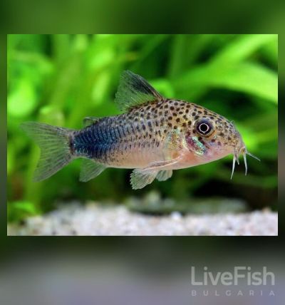 Corydoras similis - Коридорас Симилис / 4-5 см