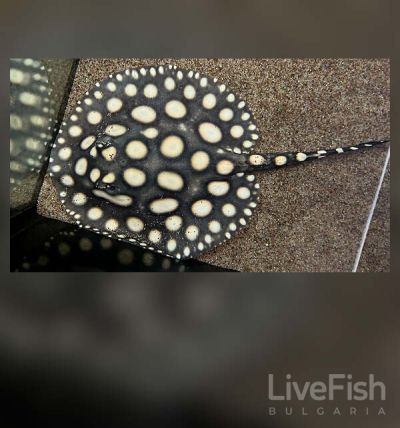 SUPER WHITE STINGRAY – СУПЕР УАЙТ СЛАДКОВОДЕН СКАТ (Potamotrygon sp.) / 20-25 см