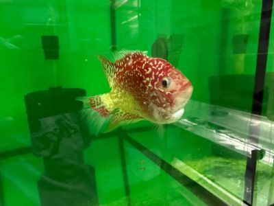 CICHLIDAE HYBRID GOLDEN BASE FLOWERHORN – ЗЛАТНА БАЗА ФЛАУЪРХОРН / 12-15 см