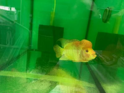 CICHLIDAE HYBRID GOLDEN BASE FLOWERHORN – ЗЛАТНА БАЗА ФЛАУЪРХОРН / 12-15 см
