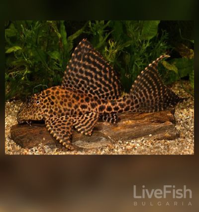 PTERYGOPLICHTHYS GIBBICEPS – ПТЕРИГОПЛИХТ ГИБИЦЕПС / 5-6 см