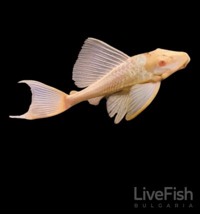 PTERYGOPLICHTHYS GIBBICEPS ALBINO – АЛБИНОСЕН ПТЕРИГОПЛИХТ ГИБИЦЕПС / 5 см