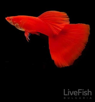 Full Red Albino Guppy Pair – мъжка и женска албиносна червена гупа Poecilia reticulata