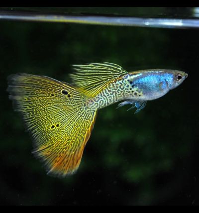 Metal Yellow Lace Guppy (Poecilia reticulata) – металик жълта гупа с фина дантелена шарка
