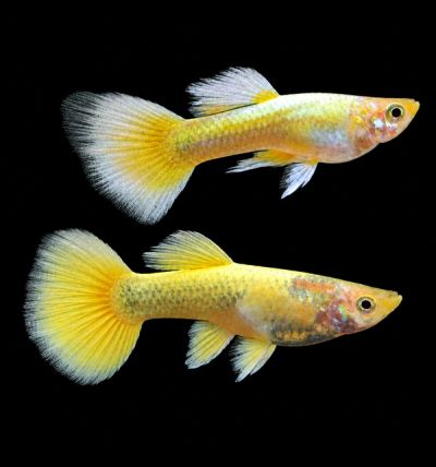 Full Gold Guppy Pair – мъжка и женска златна гупа Poecilia reticulata