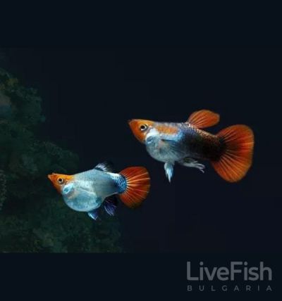 Black Koi Short Body Guppy (Poecilia reticulata) – черна Кои гупа с компактно късо тяло и червено-оранжева окраска