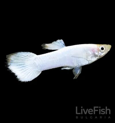 Snow White Guppy (Poecilia reticulata) – снежнобяла селекционна гупа с перлено тяло и бели плавници