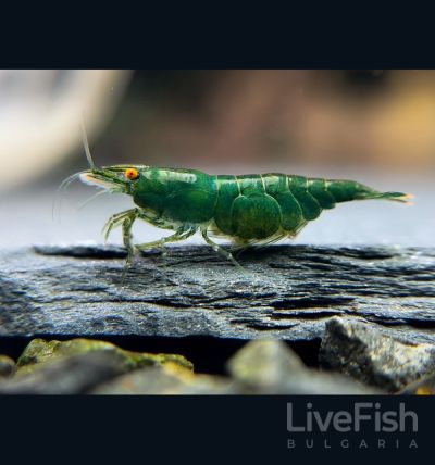 Green Jade Shrimp (Neocaridina davidi) – зелена сладководна скарида с наситена нефритена окраска