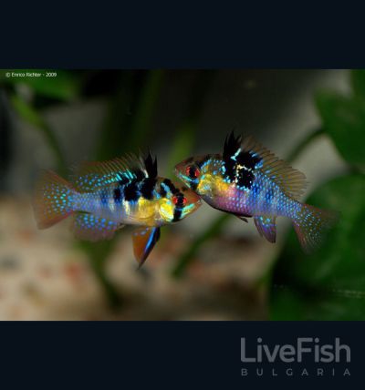 Mikrogeophagus ramirezi – южноамериканско рамирези със златисто тяло, черни петна и сини иридесцентни точки