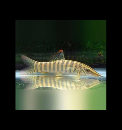Syncrossus hymenophysa – зелена тигрова боция с тъмни вертикални ивици